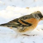 Bergfink im Schnee