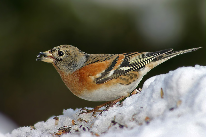 Bergfink im Schnee