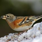 Bergfink im Schnee