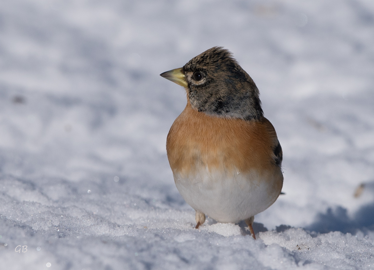 Bergfink im Winter