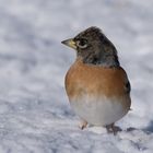 Bergfink im Winter