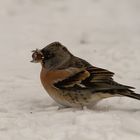 Bergfink im Winter