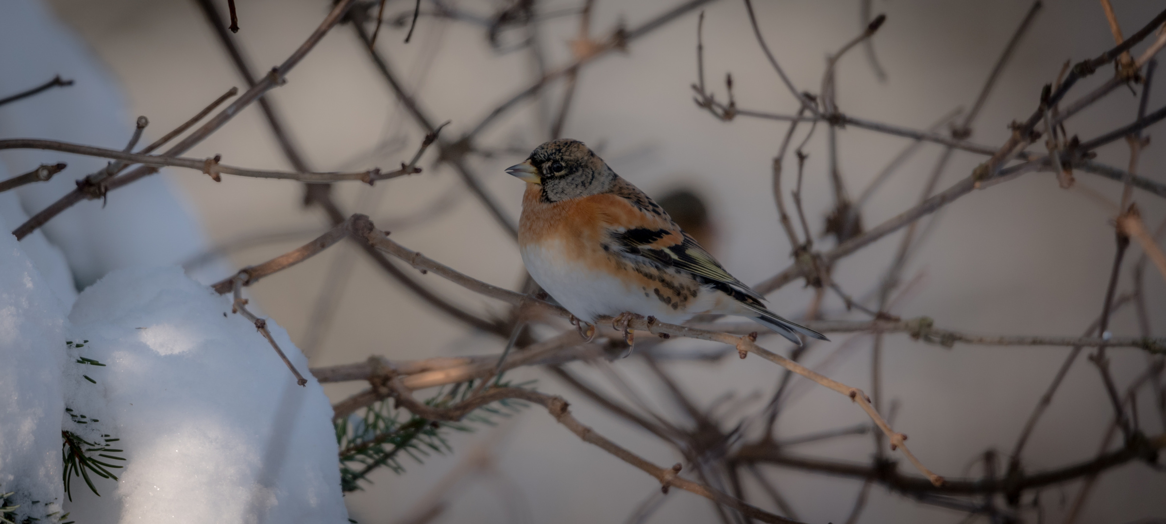 Bergfink im Winter