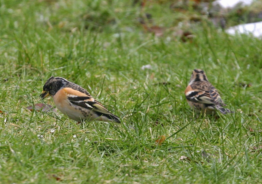 Bergfink, Männchen (bgn. Sommerkleid) und Weibchen