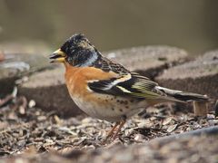 Bergfink-Männchen - sie sind schon fortgezogen