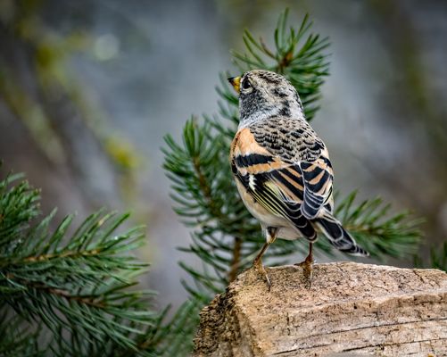 "Bergfink mit Weitblick"