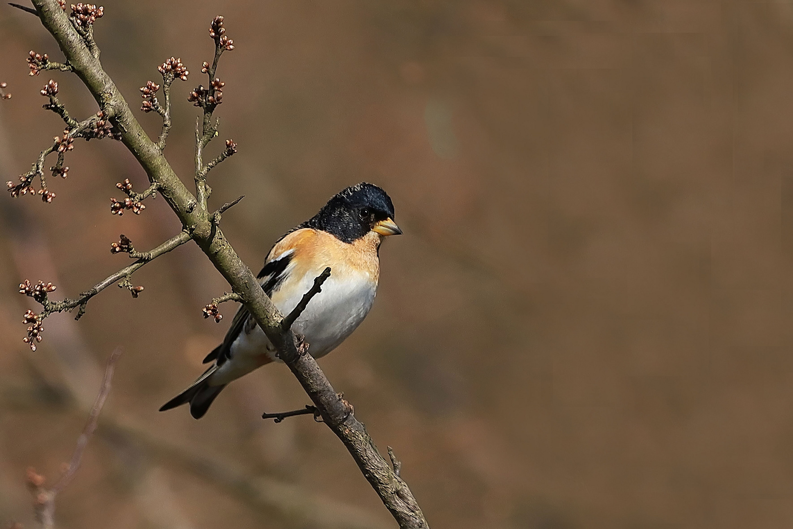 Bergfink oder Nordfink (Fringilla montifringilla) 