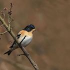 Bergfink oder Nordfink (Fringilla montifringilla) 