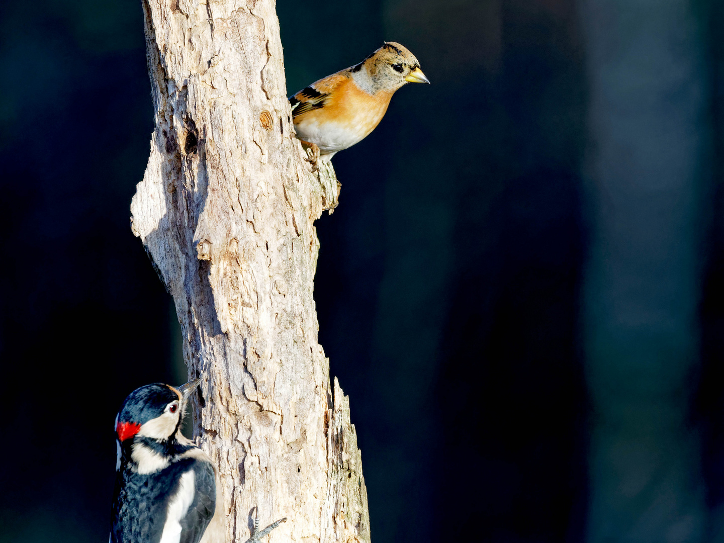 Bergfink und Buntspecht 