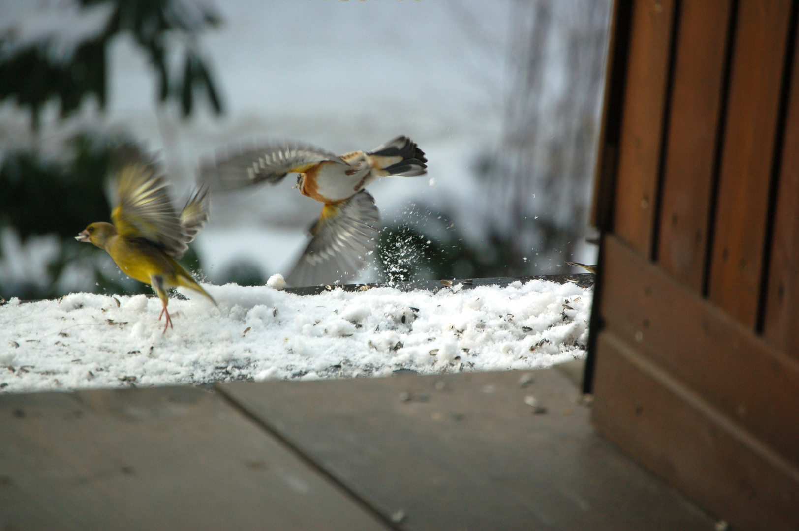 Bergfink und Grünfink beim Abflug