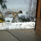 Bergfink und Grünfink beim Abflug