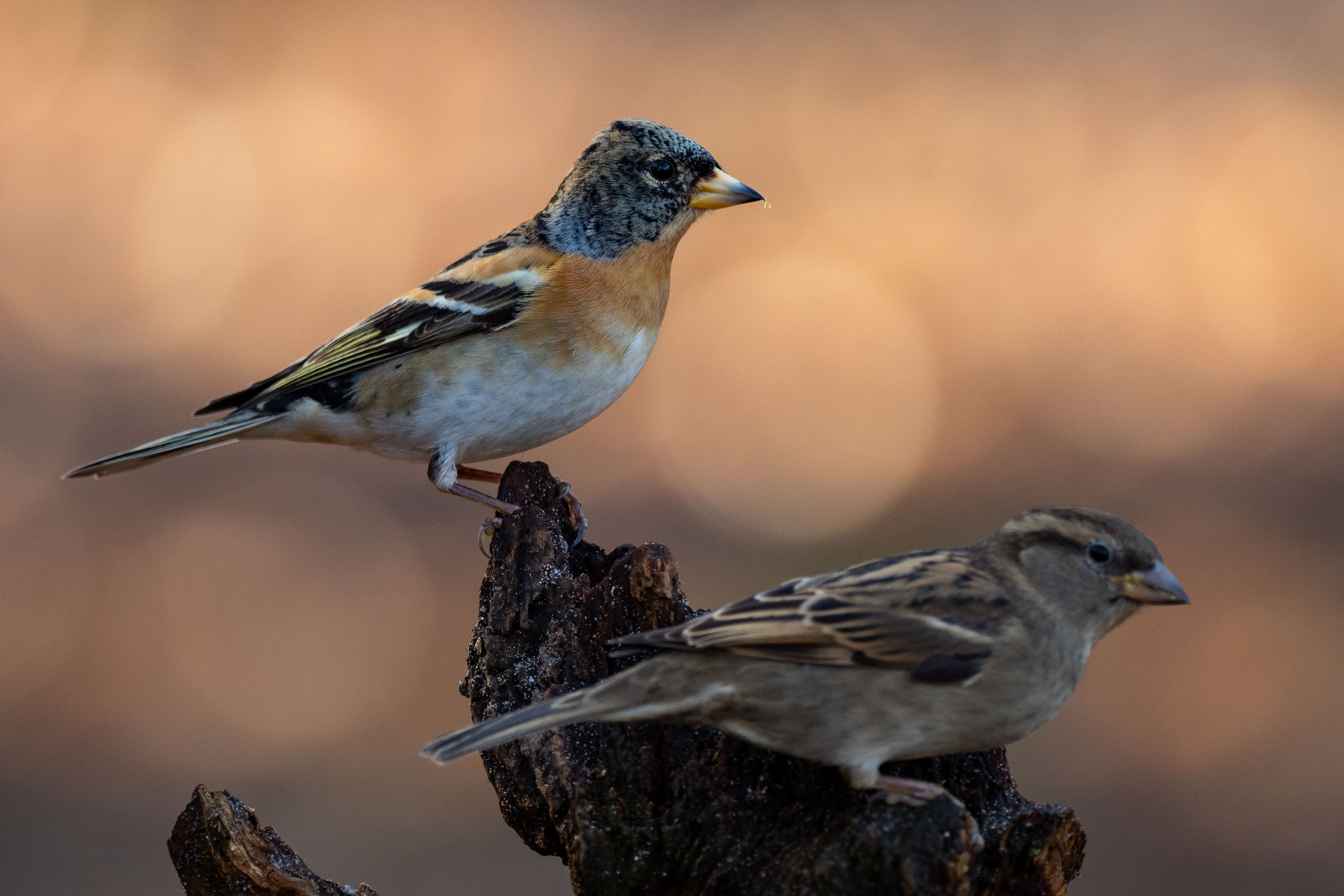 Bergfink und Spatz