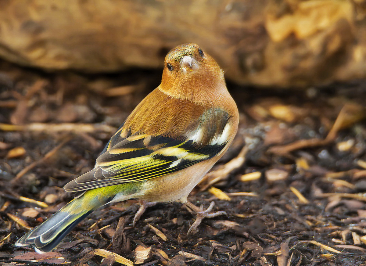 Bergfink-Weibchen??