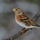 Bergfink-Weibchen