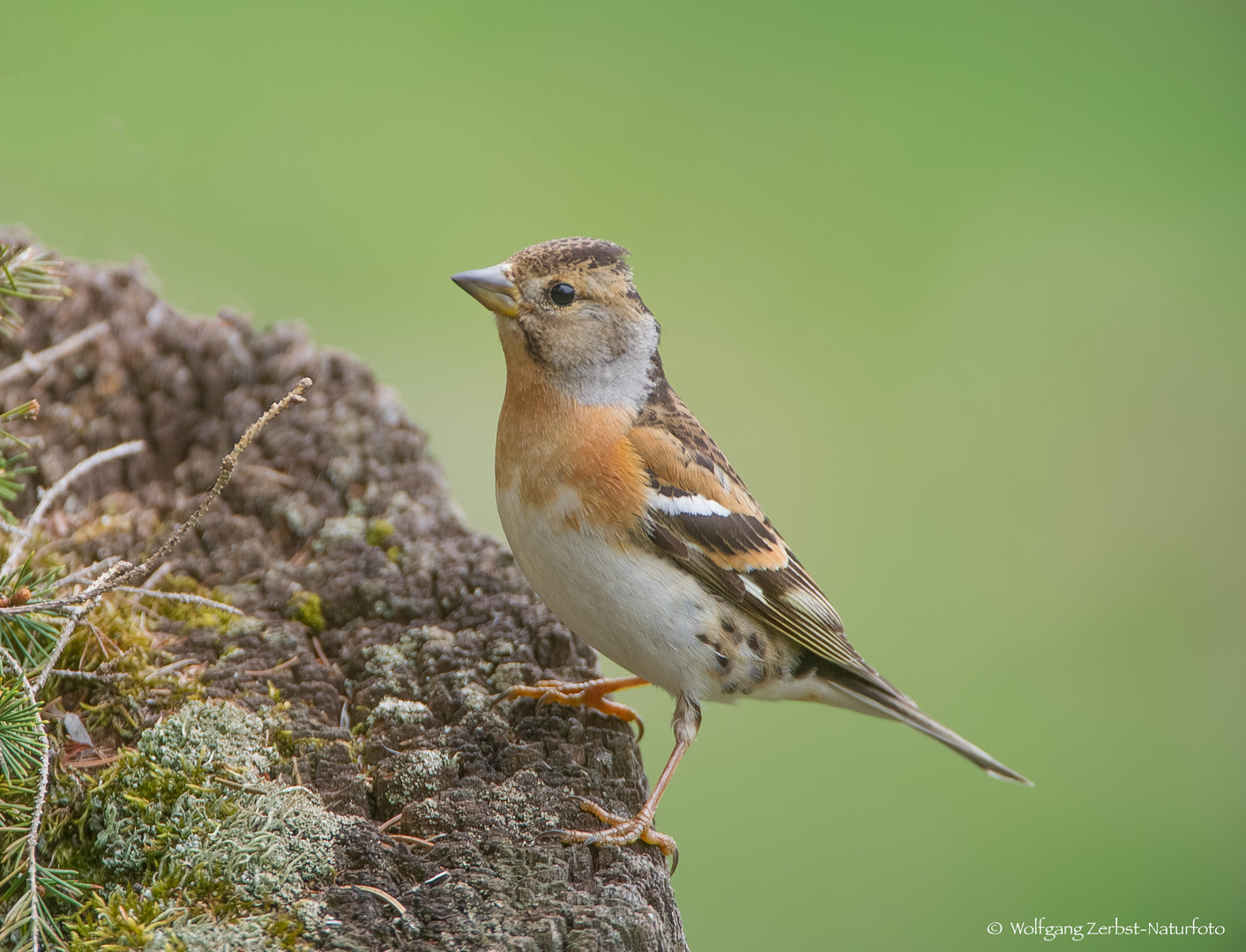   -  BERGFINK  , weiblich -