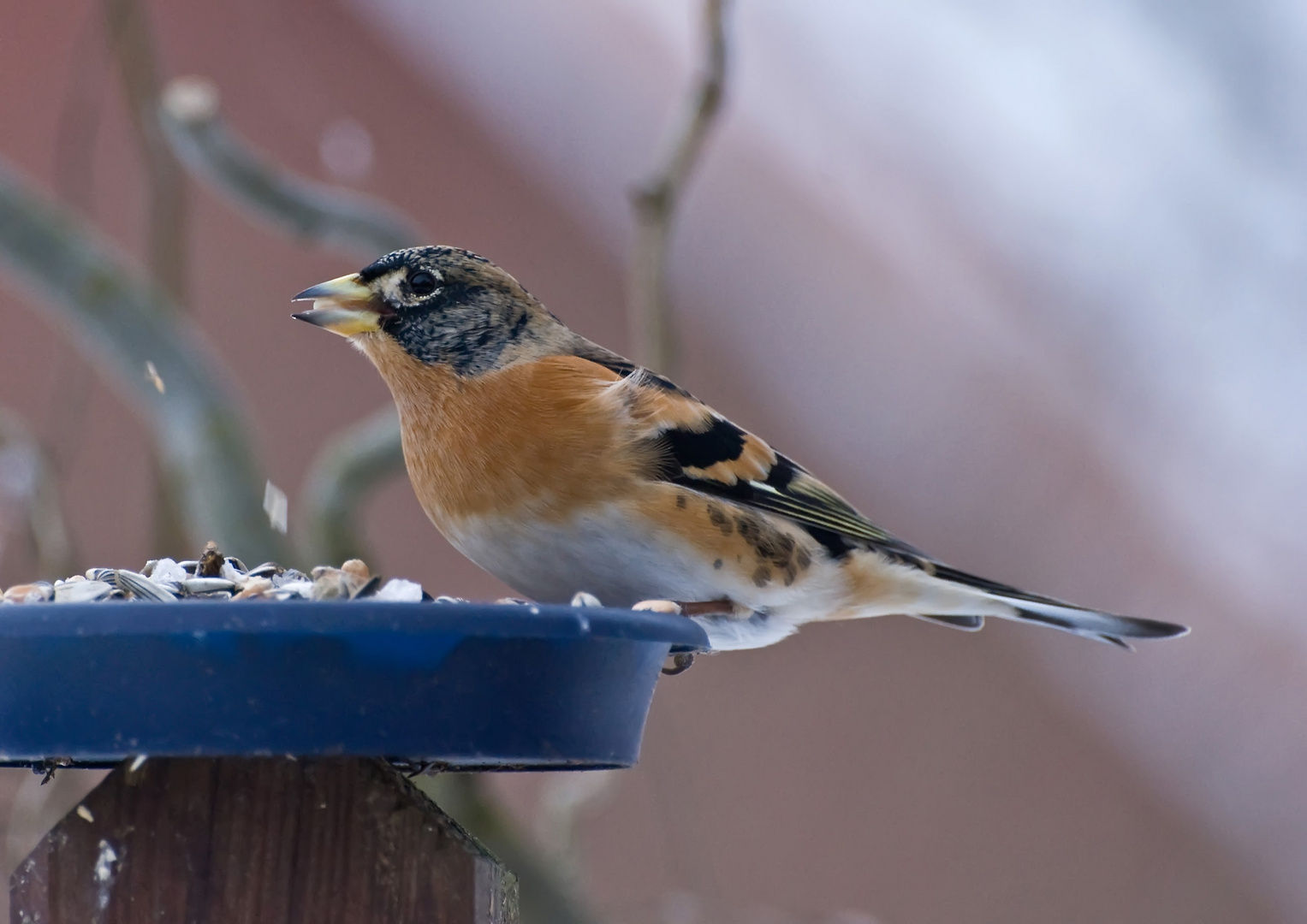 Bergfink zu Besuch