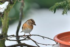 Bergfinken als Wintergäste...