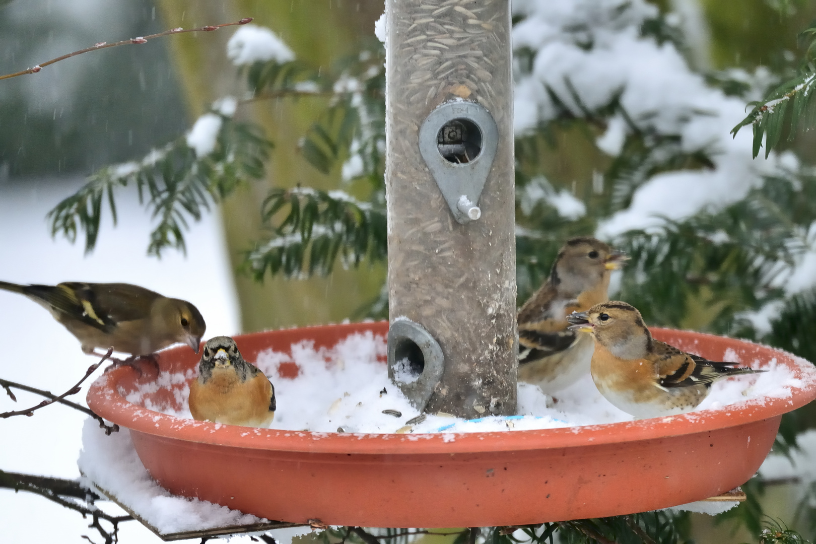 Bergfinken als Wintergäste..