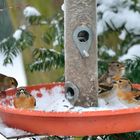 Bergfinken als Wintergäste..