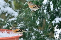 Bergfinken als Wintergäste