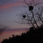 Bergfinken beim Sammelflug