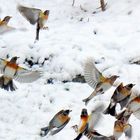 Bergfinken fliegen wieder weg