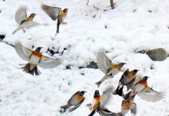 Bergfinken fliegen wieder weg