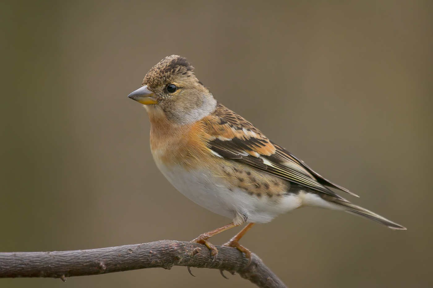 Bergfinken (Fringilla montifringilla)