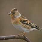 Bergfinken (Fringilla montifringilla)