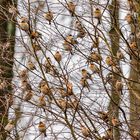 Bergfinken (Fringilla montifringilla)