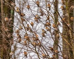 Bergfinken (Fringilla montifringilla)