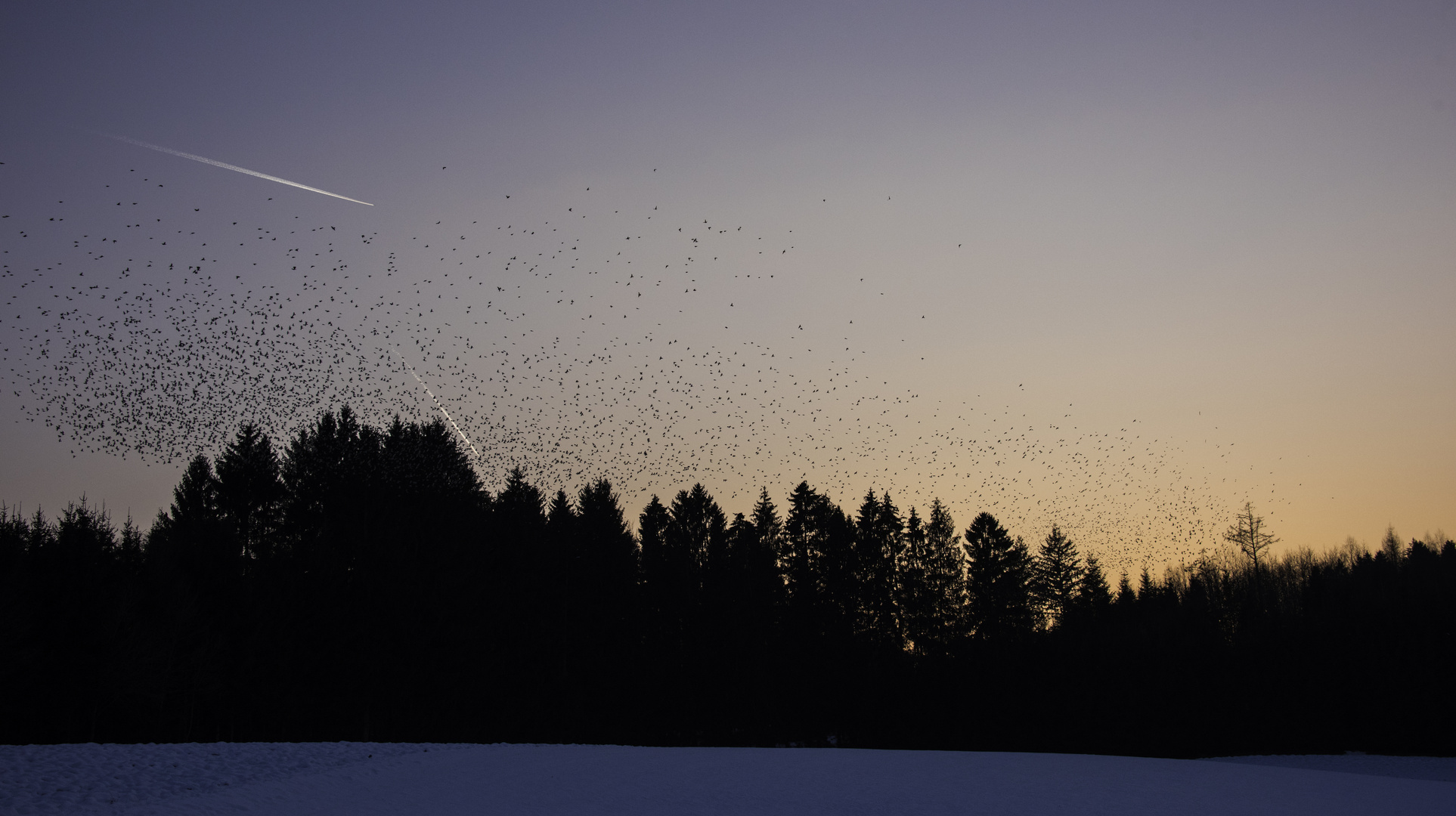 Bergfinken Schwarm