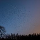 Bergfinken Schwarm im Haseler Wald