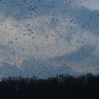 Bergfinken über der Schwäbischen Alb (2)