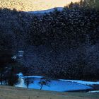 Bergfinken über Teich