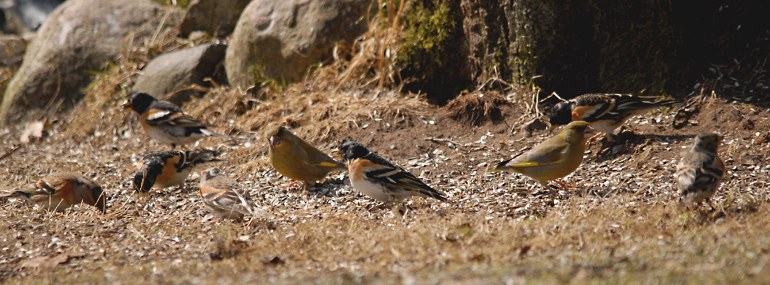 Bergfinken und Grünfinken