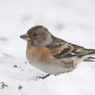 Bergfinken Weibchen