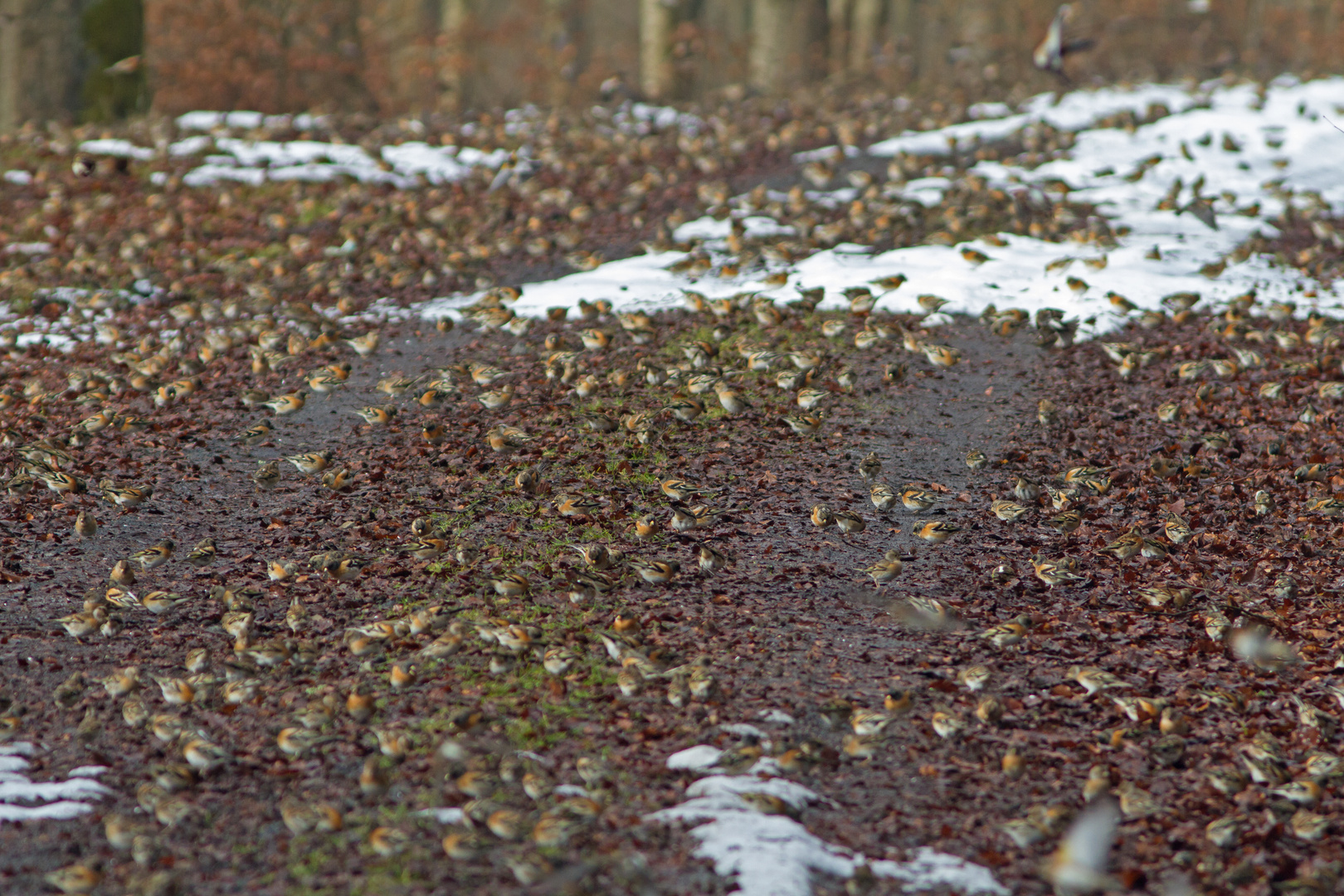 Bergfinkentrupp bei der Nahrungssuche