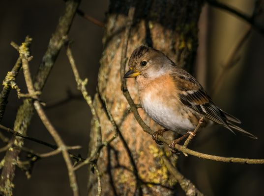 Bergfinker'l - immer eine Freude