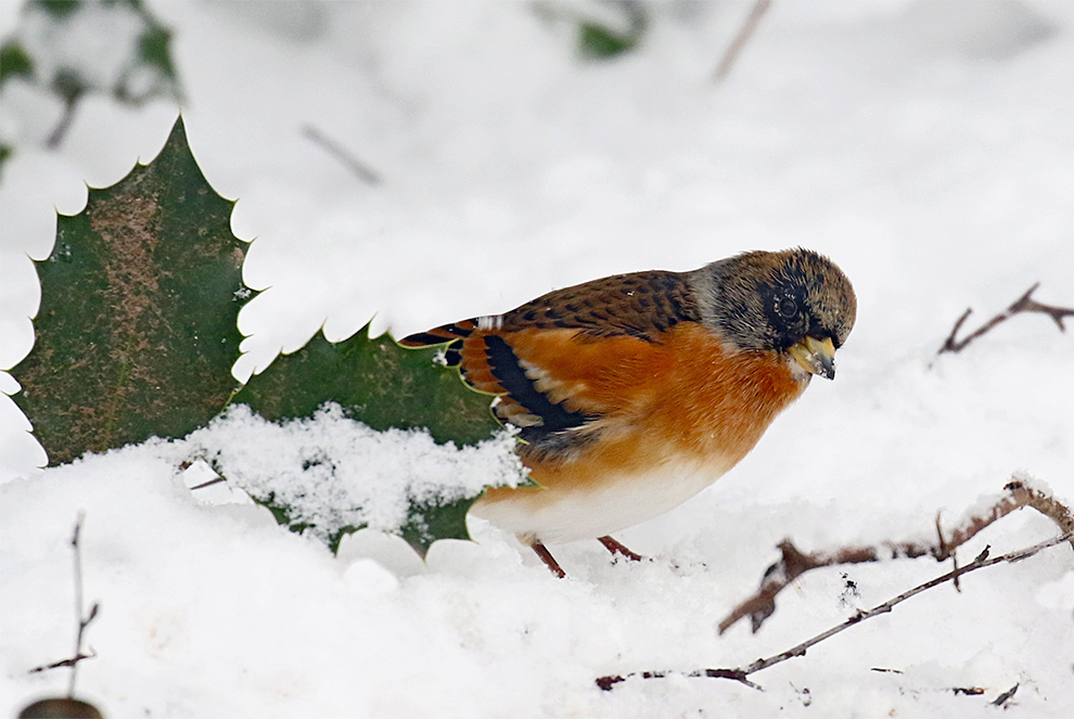 Bergfinkmännchen