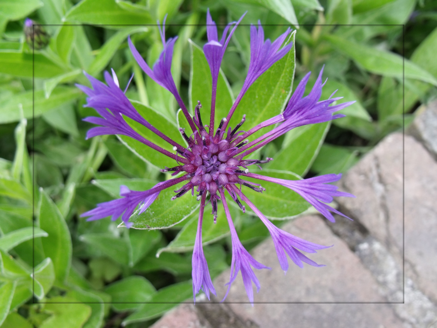 Bergflocken Blume