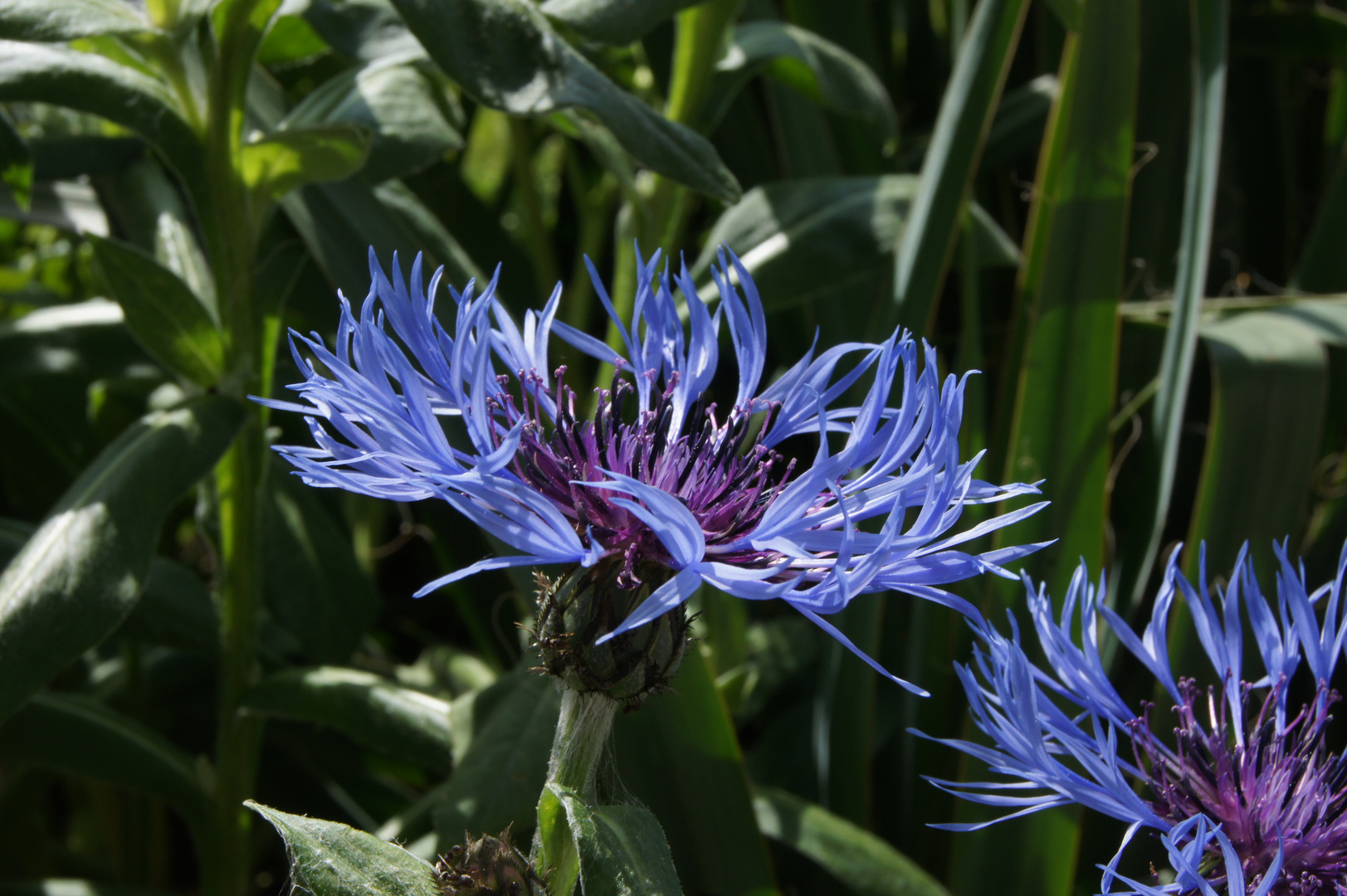 Bergflockenblume