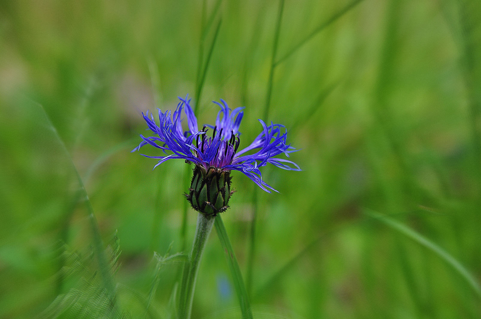 Bergflockenblume