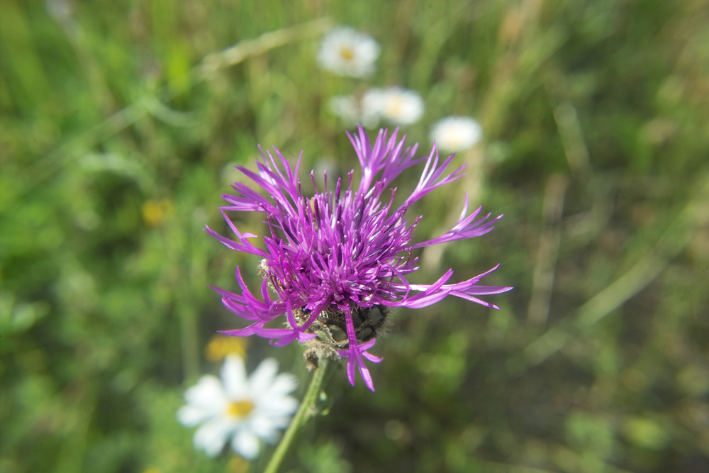 Bergflockenblume