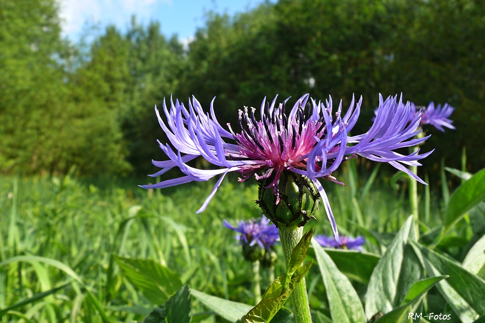 Bergflockenblume