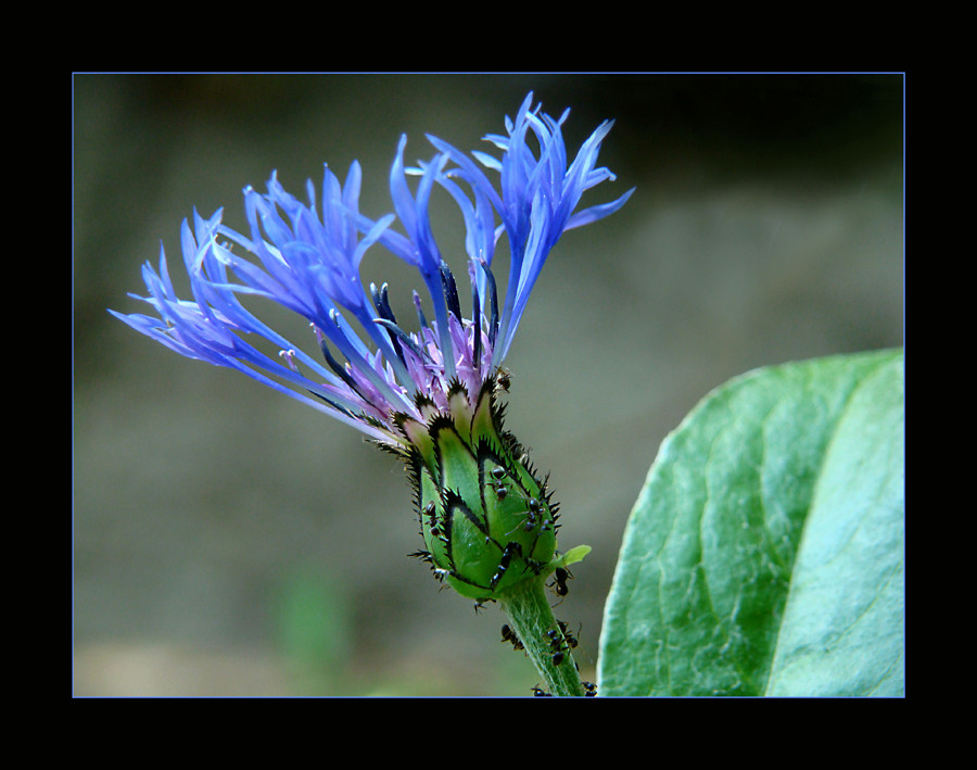 Bergflockenblume