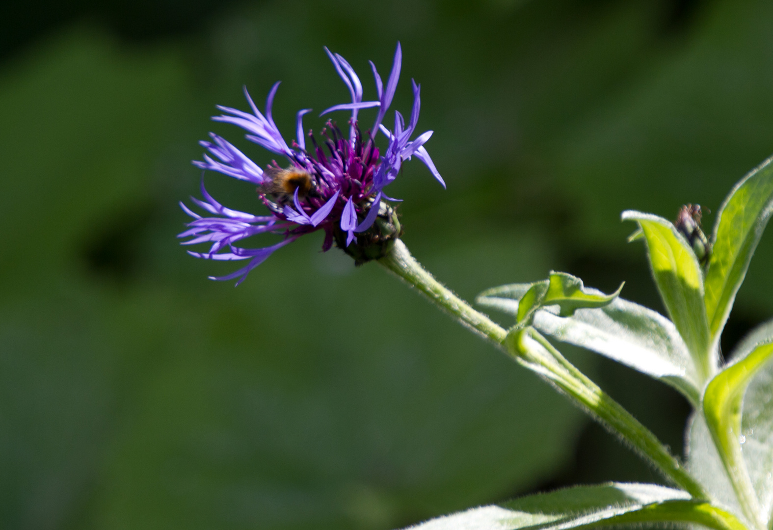 Bergflockenblume