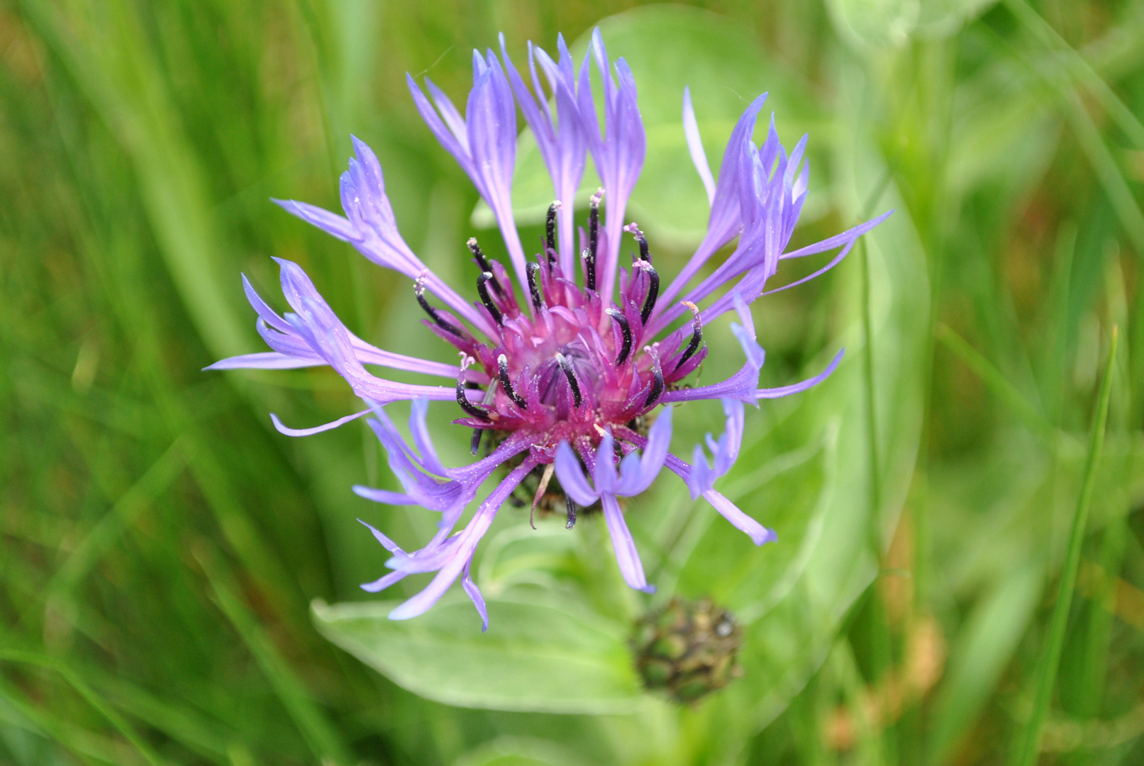 Bergflockenblume