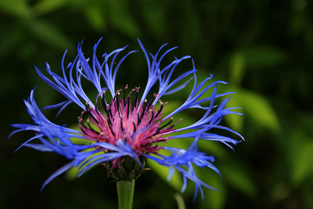 Bergflockenblume