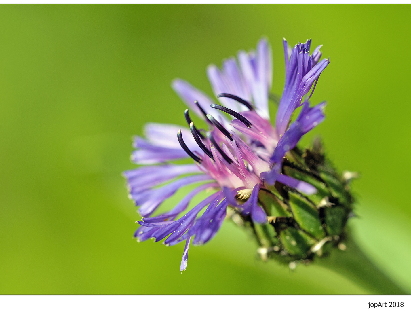 Bergflockenblume aus unserem Garten...